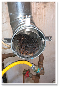 The March winner uncovered a swarm of dead wasps in his customer's flue pipe.